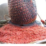 В Тихом океане начинается закрытие сезона промысла креветки