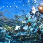 20% обитателей Тихого океана могут исчезнуть